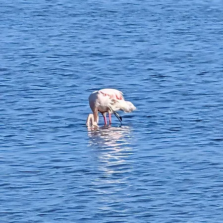 Apartamento Salt Torrevieja