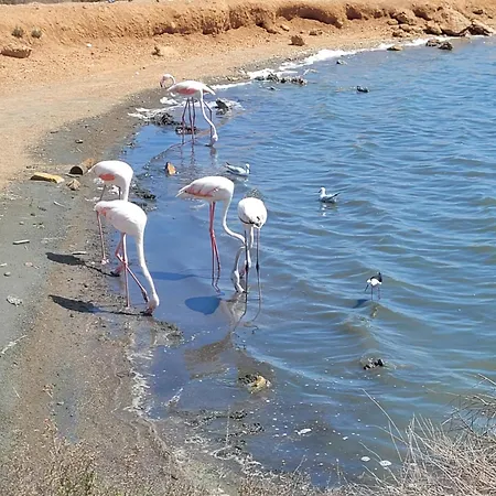 Salt * טורבייחה